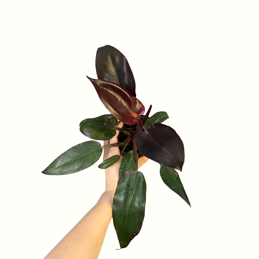 4" Philodendron - Red Sun