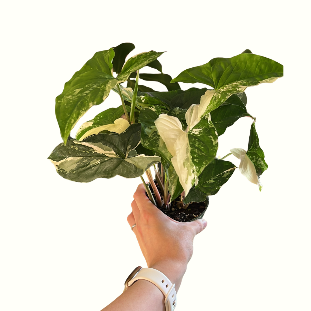 4" Syngonium - French White Albo *RARE*