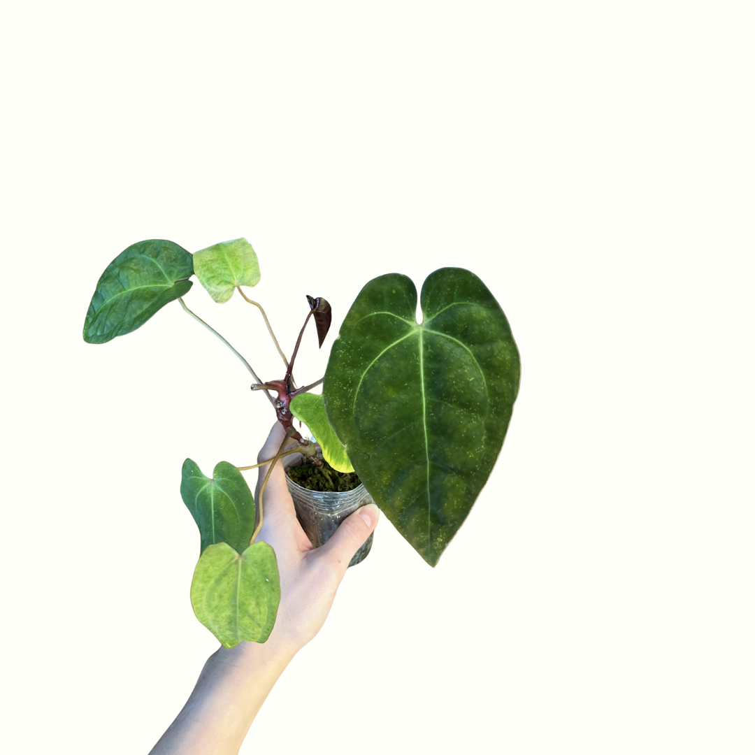 4" Anthurium - Papillilaminum