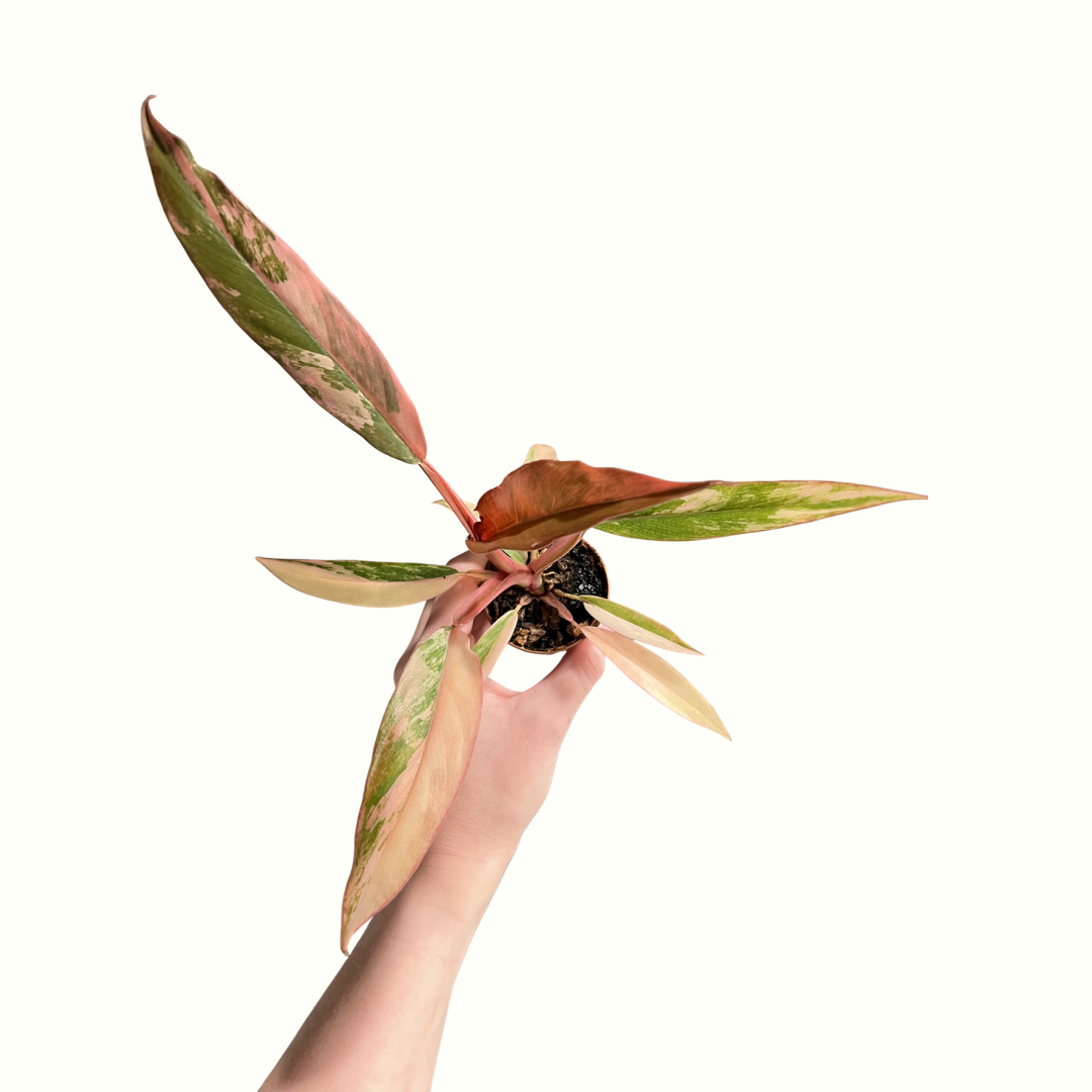 3" Philodendron - Caramel Marble *RARE*