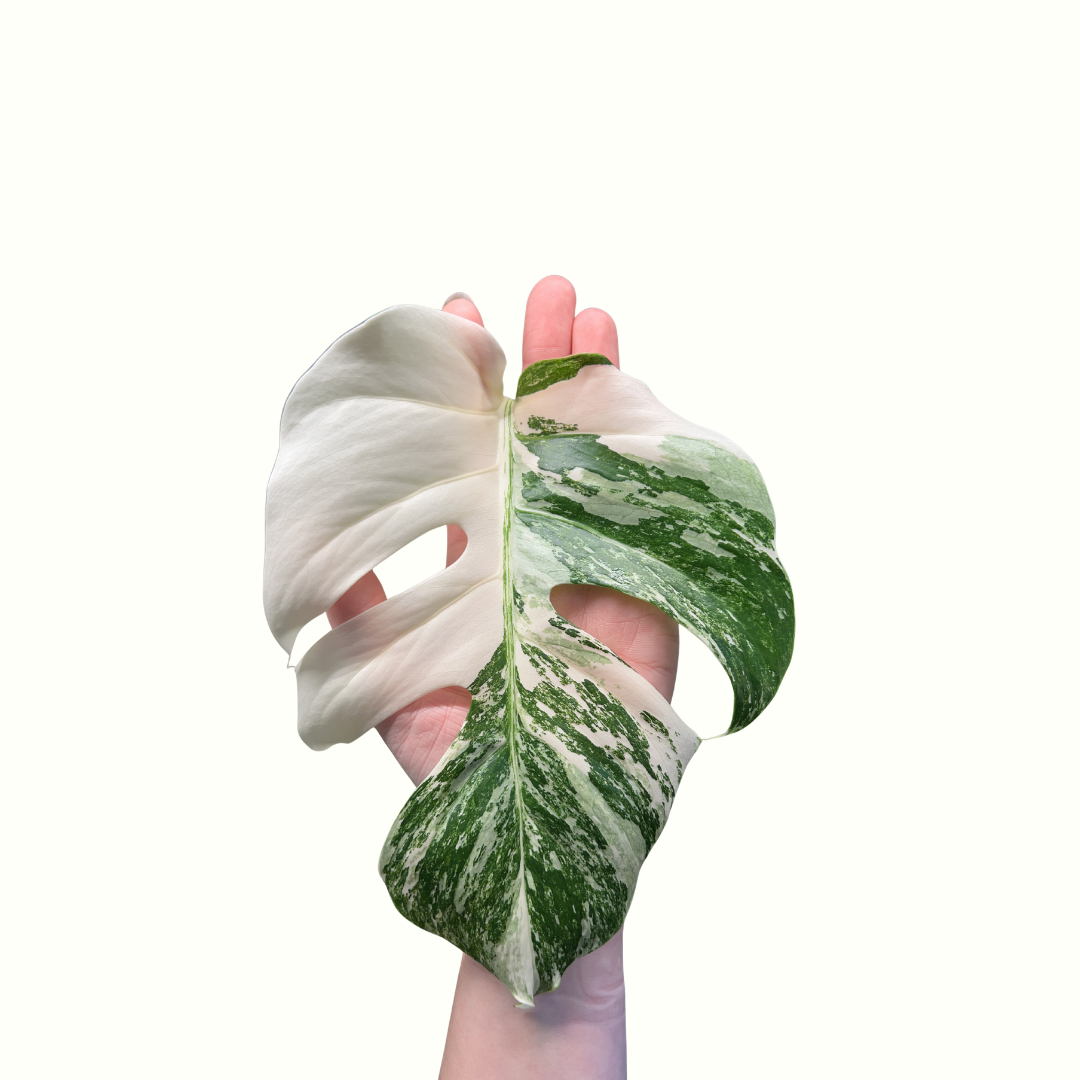 Cutting - Monstera - Albo