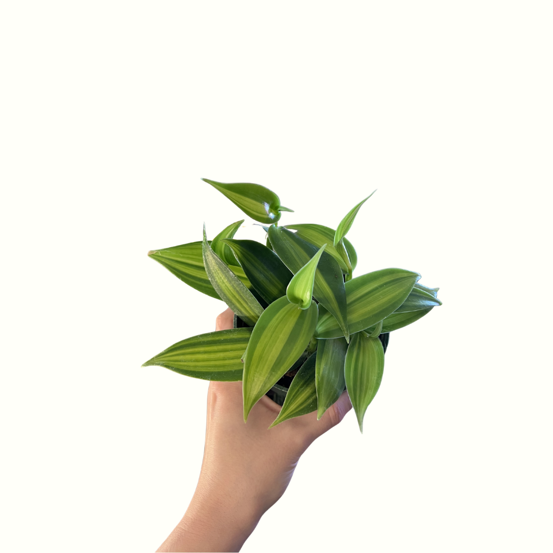 4" Vanilla Orchid