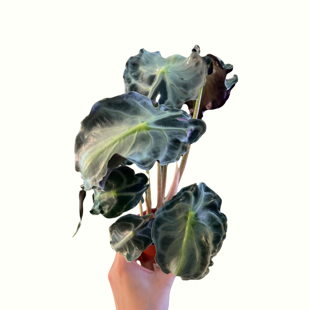 3" Alocasia - Venom *RARE*