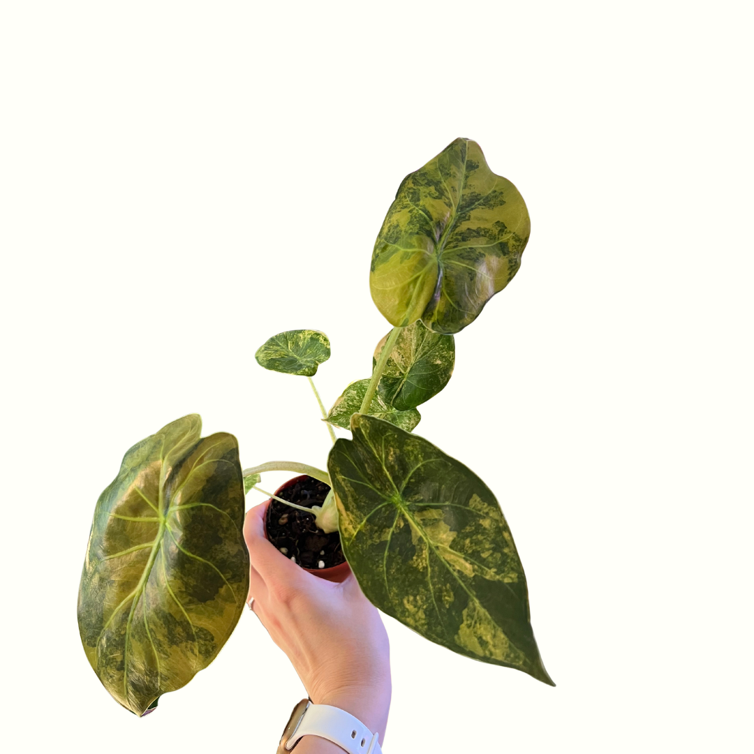 3" Alocasia - Wentii Aurea Variegated *RARE*