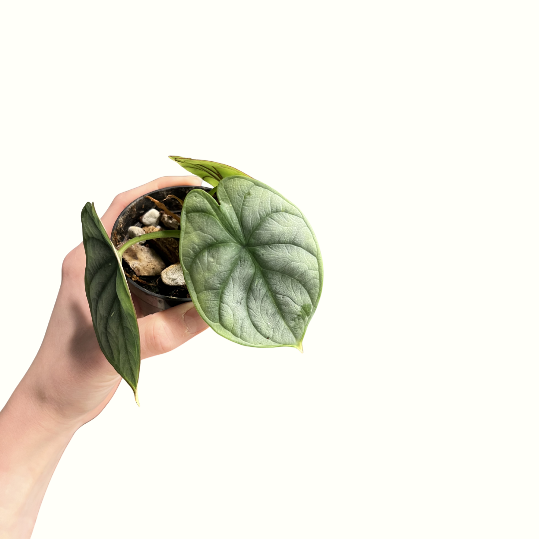 2" Alocasia - Silver Dragon