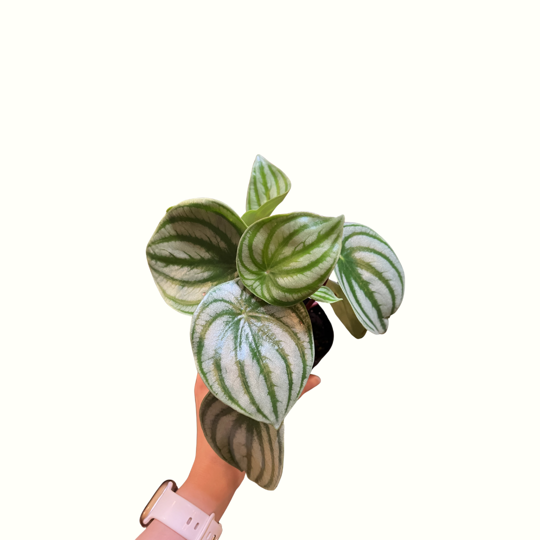 5.png