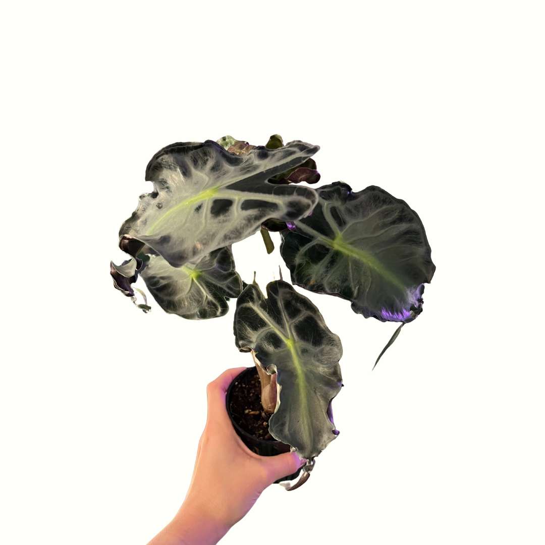 4" Alocasia - Venom *RARE*
