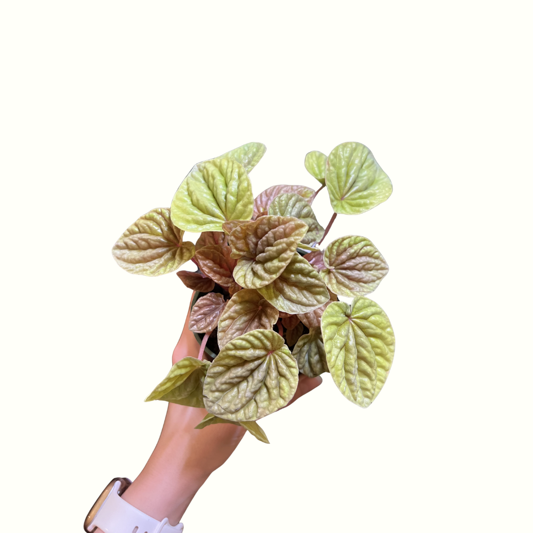 4" Peperomia - Quito