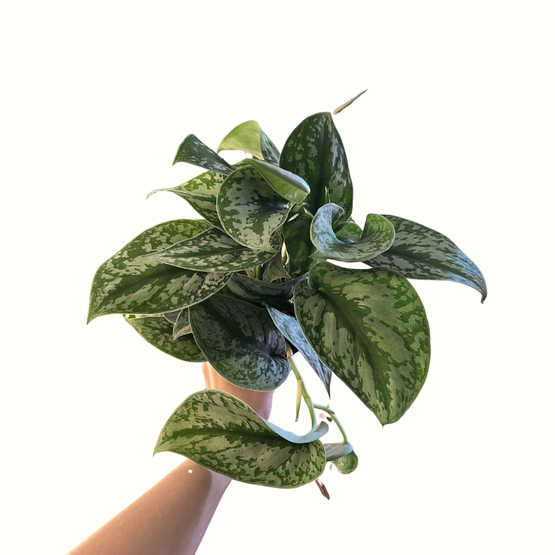 4" Scindapsus - Exotica