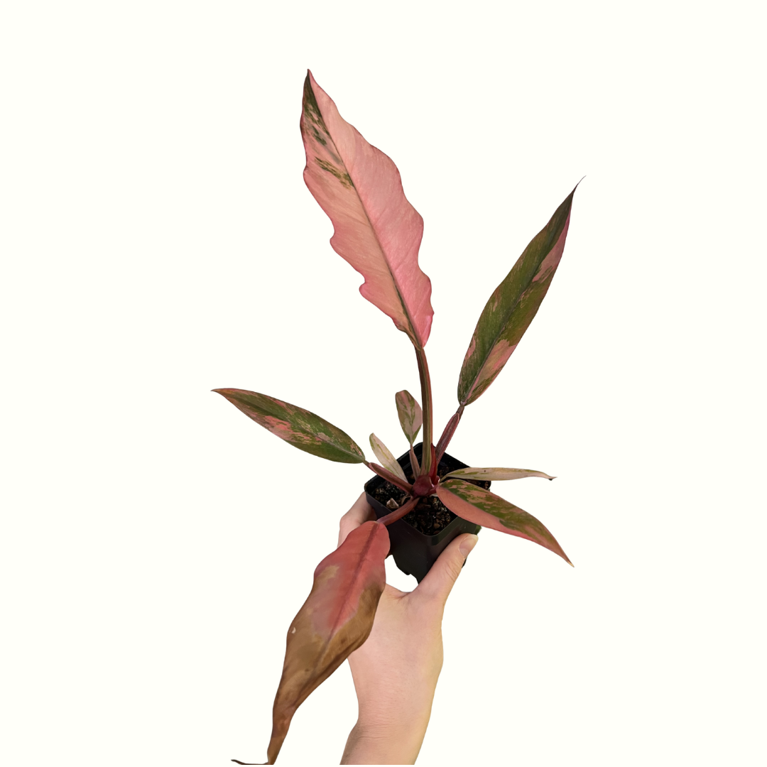 3" Philodendron - Caramel Marble *RARE*