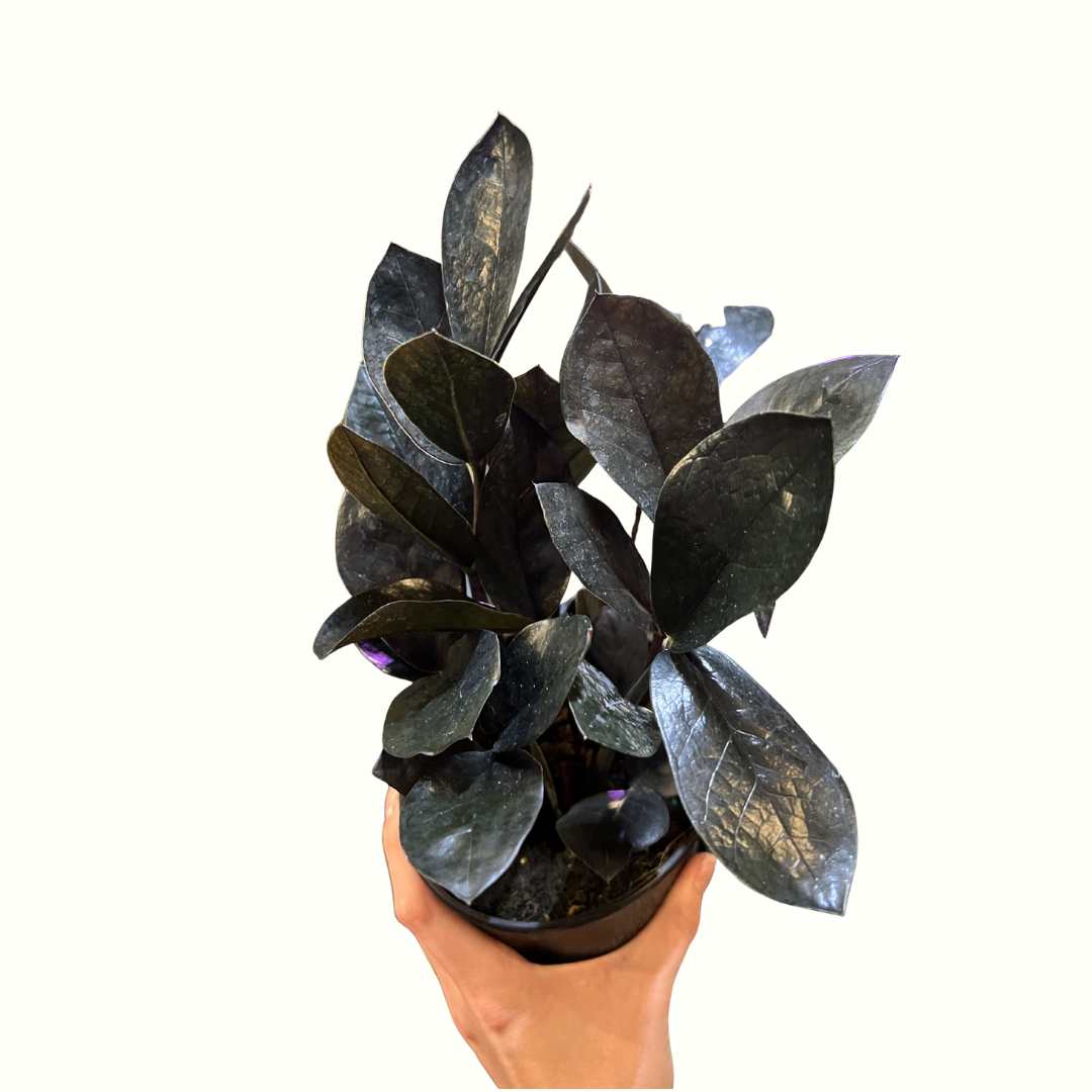 12.png