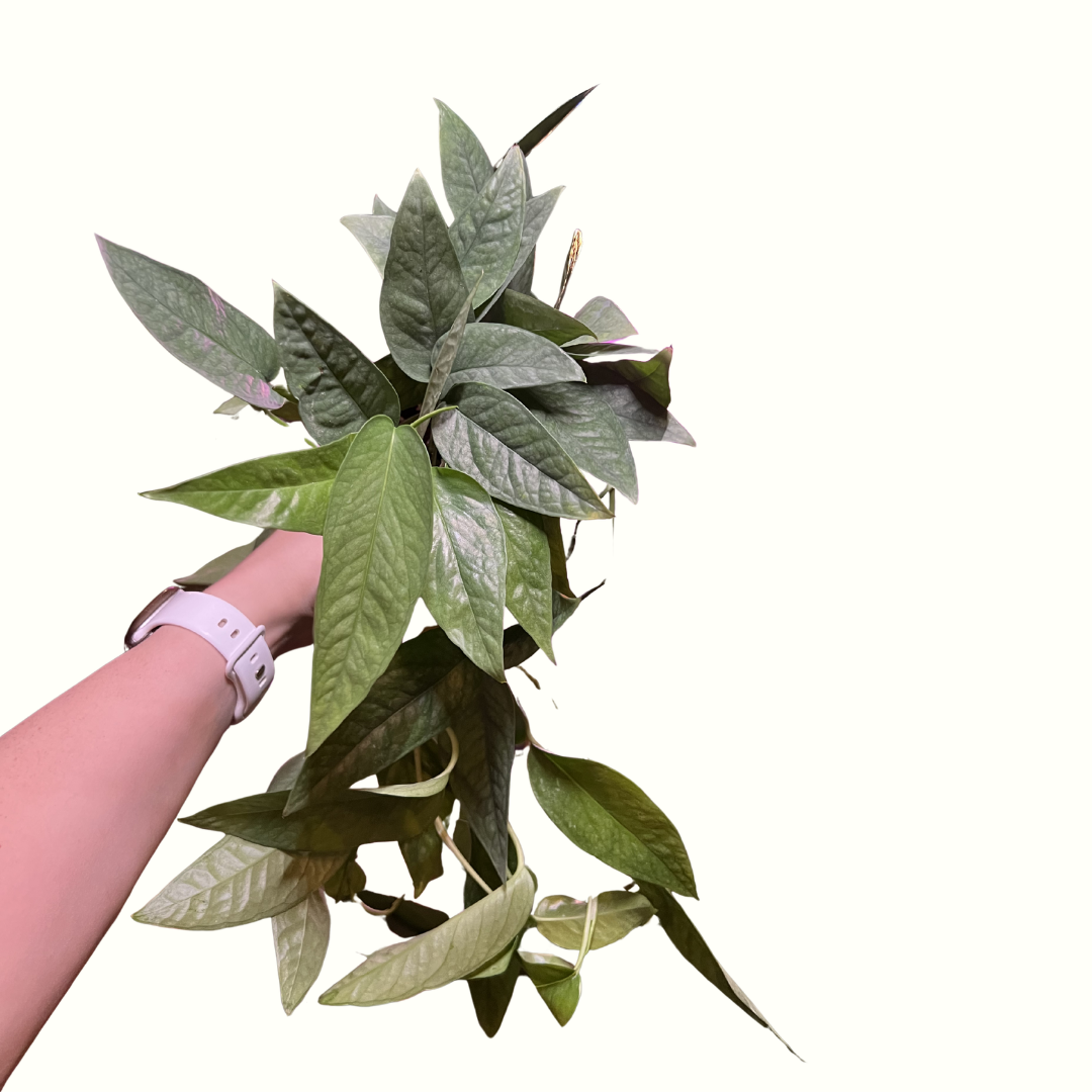 8.png