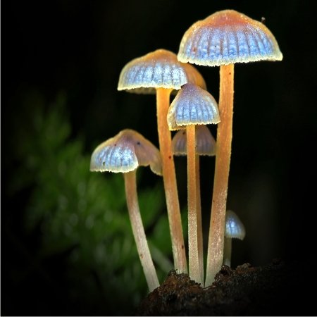 KF 0024