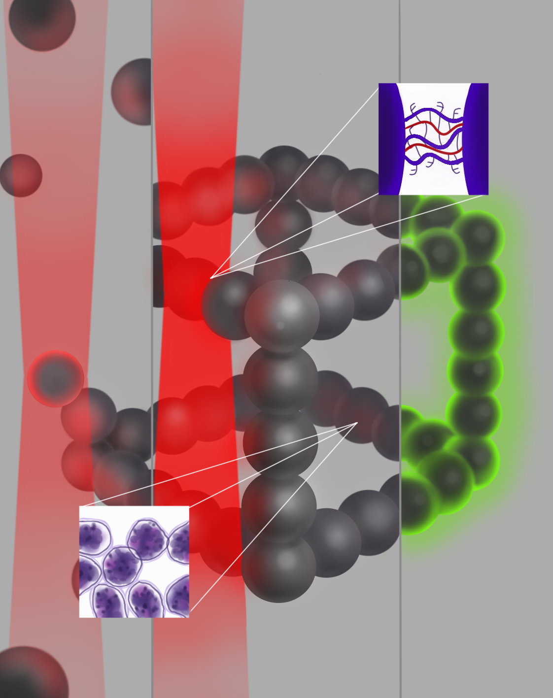 Scientific illustration for Brown's PROBE Lab