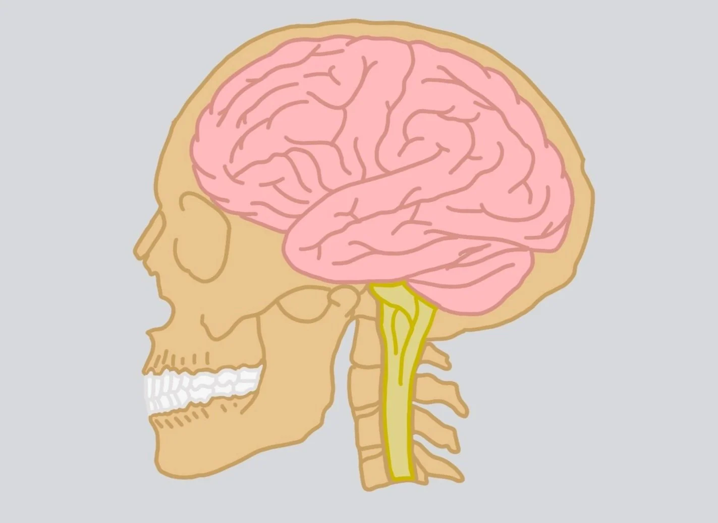 Brain 1.jpg