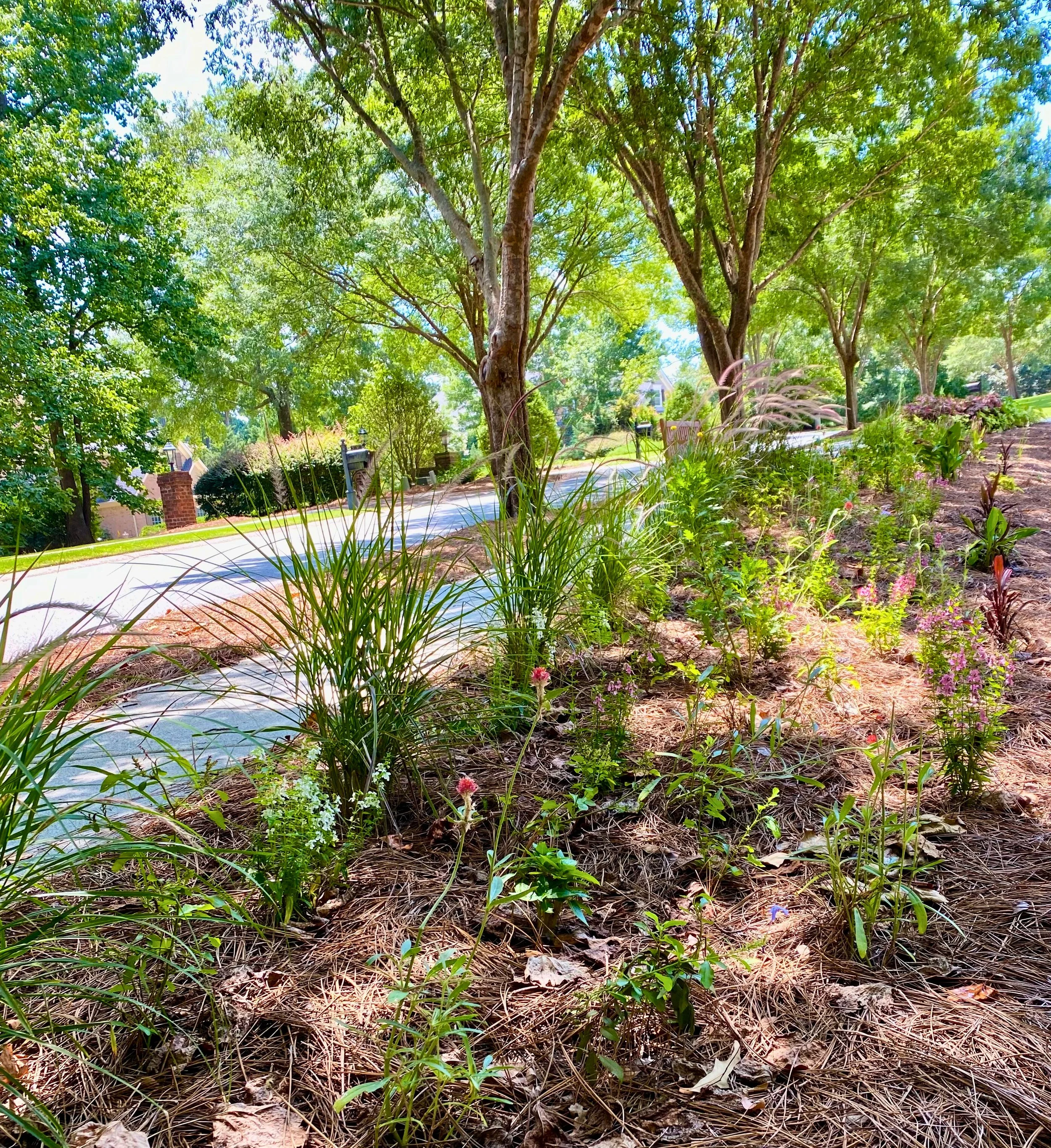Pine straw and new plants
