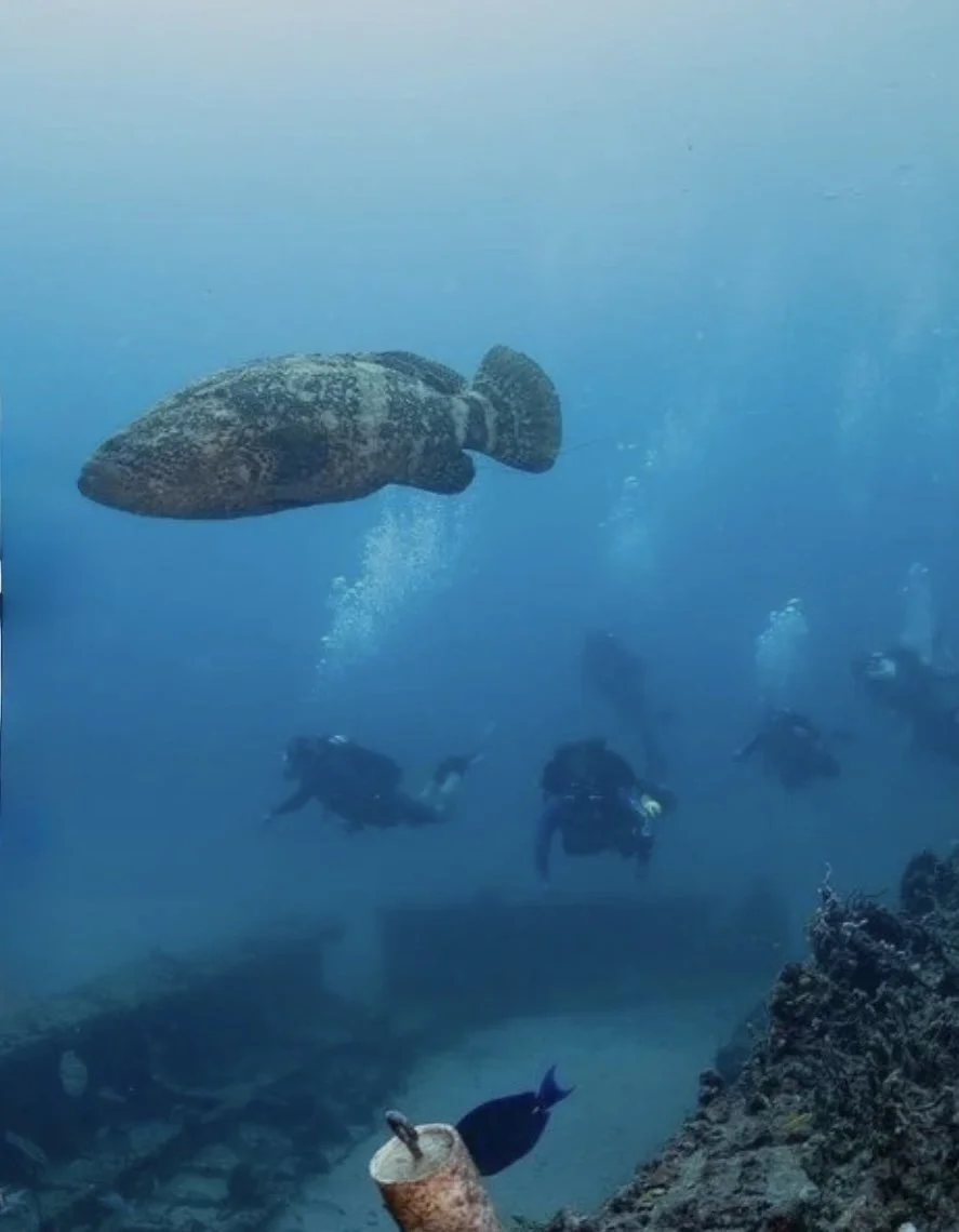 Divers swimming underwater near a large fish and coral reef, with deep blue water in the background.