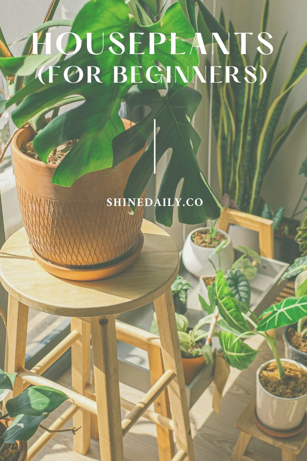 Houseplants for Beginners — Shine Daily