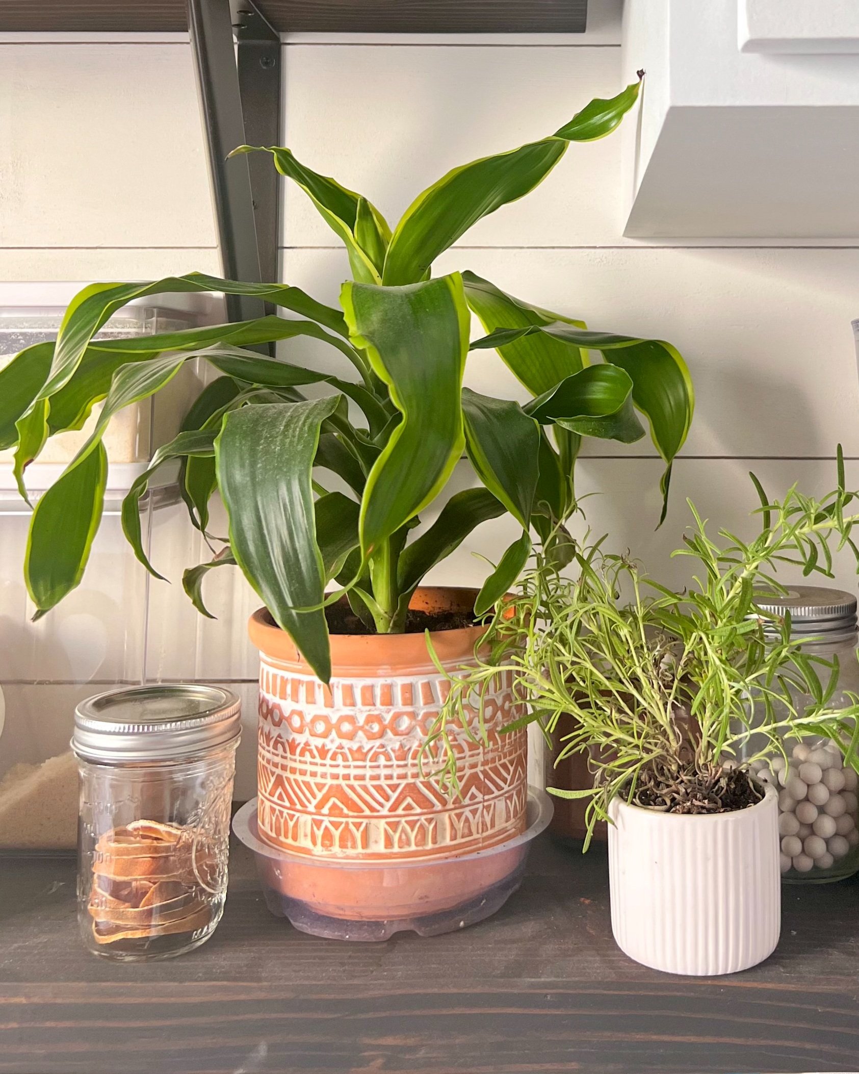 Houseplants for Beginners — Shine Daily