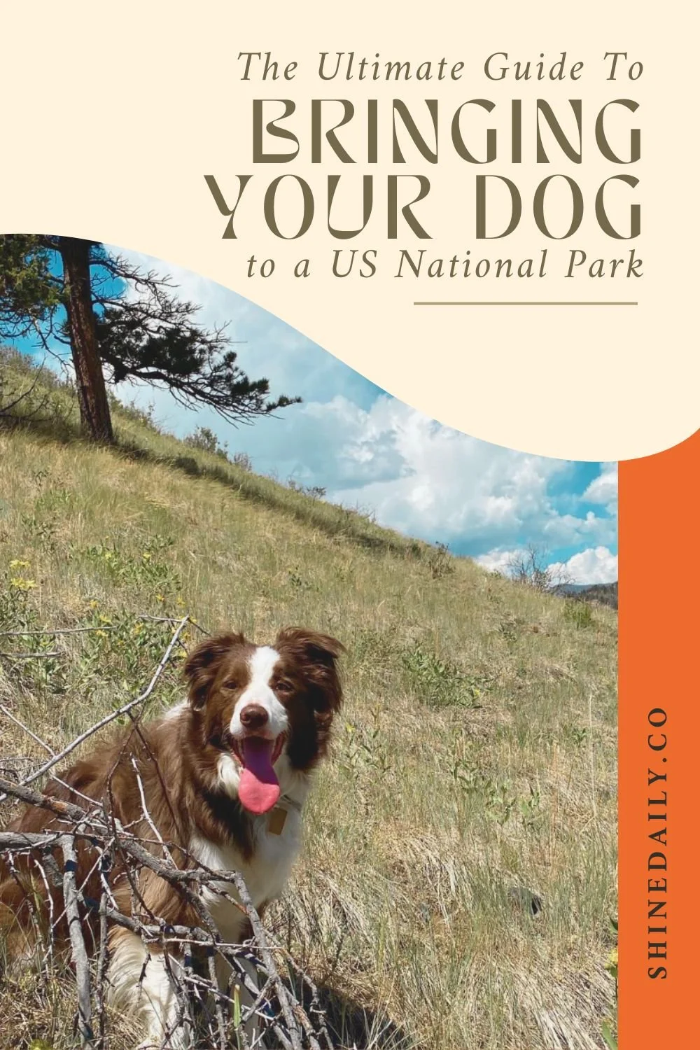 The Ultimate Guide to Bringing Your Dog to a National Park — Shine Daily