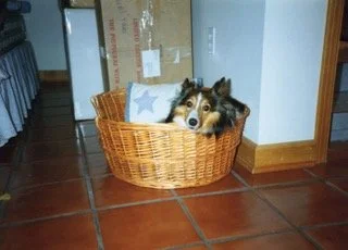 Shelly in basket.jpeg