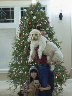 Christmas tree holding dogs.jpeg