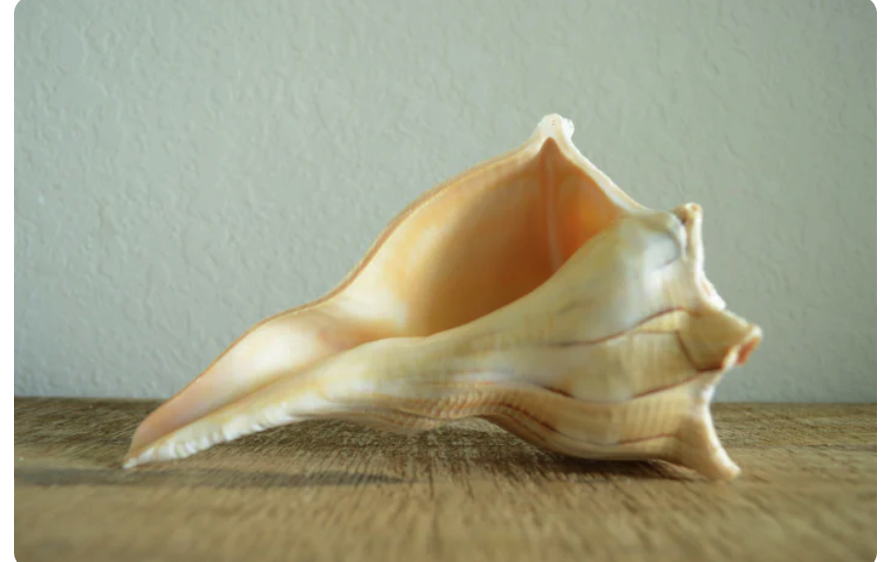 A Conch Shell Dream