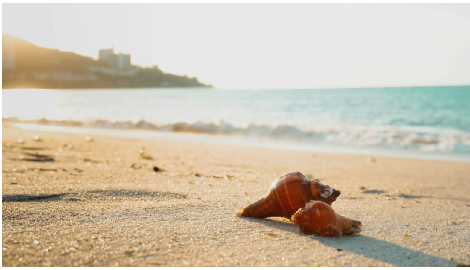 Conch Shell Dream Revisited