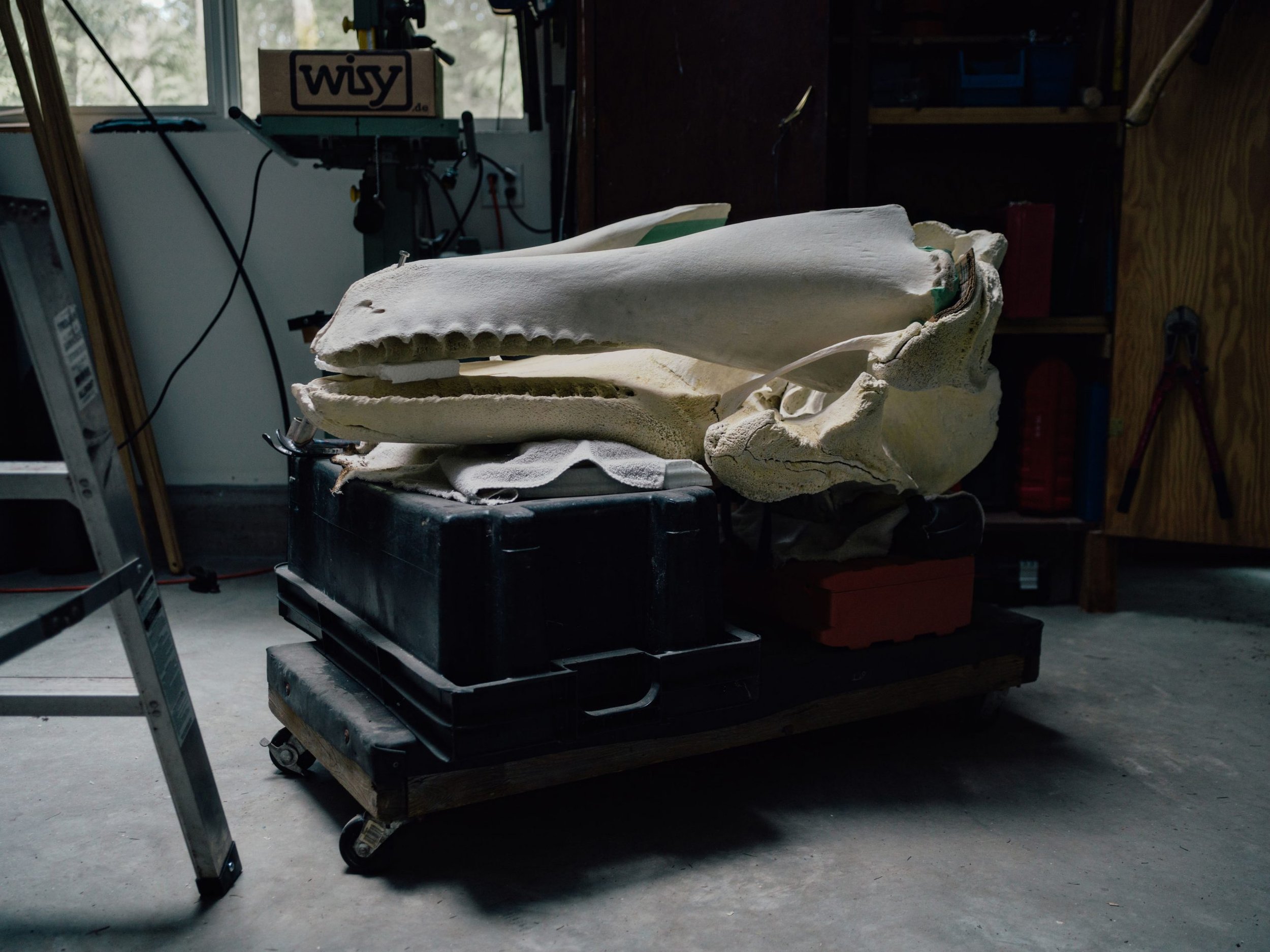 Rebuilding an orca whale’s skeleton so it appears to come back to life is no easy task. But on Salt Spring Island, tucked behind a row of cedars, is a workshop filled to the brim with bones from the deep, and a group of people dedicated to putting th