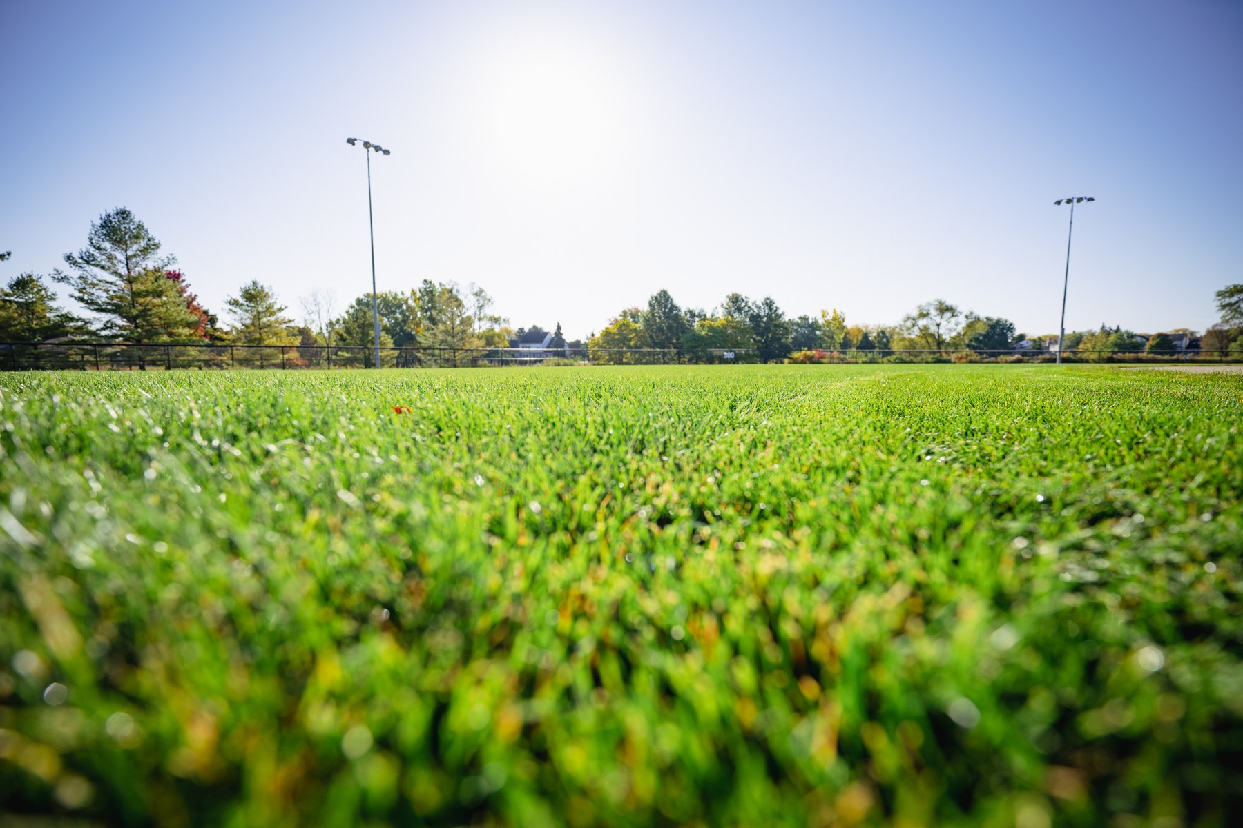 Kentucky Bluegrasses > Jacklin — JacklinSeed