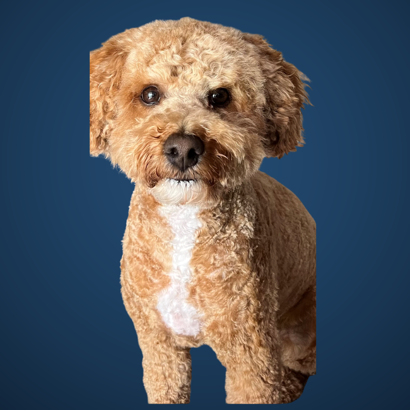 A small, curly-haired brown dog with a white patch on its chest, looking at the camera against a blue background.