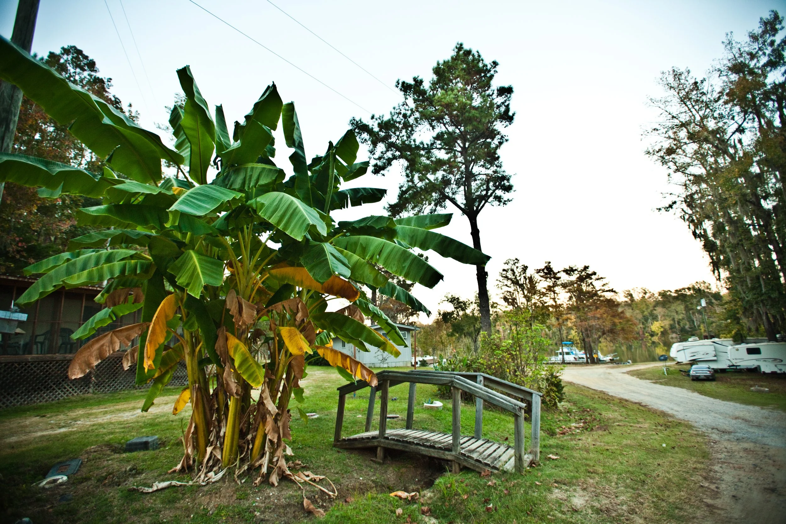 Bobby's Fish Camp Frand Tree.jpg