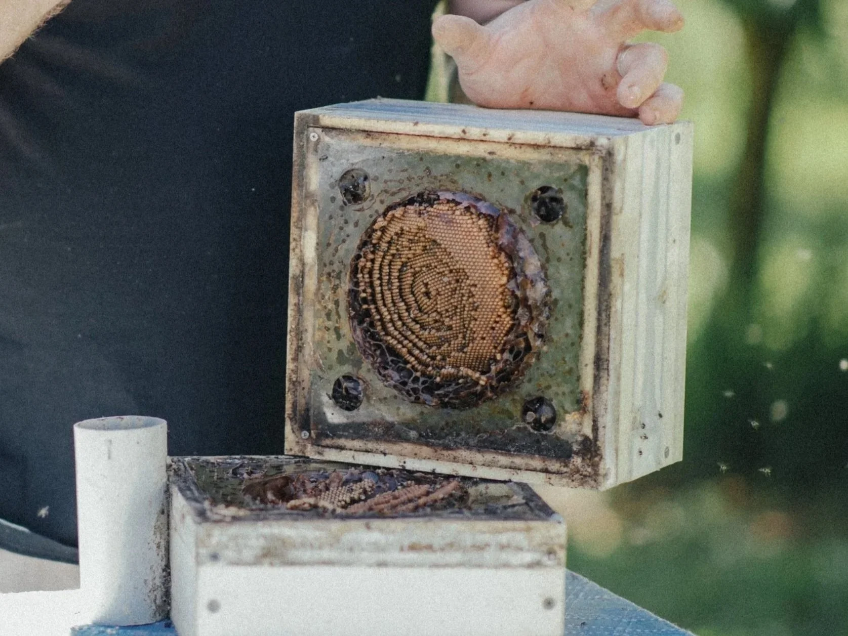 Native bee community workshop