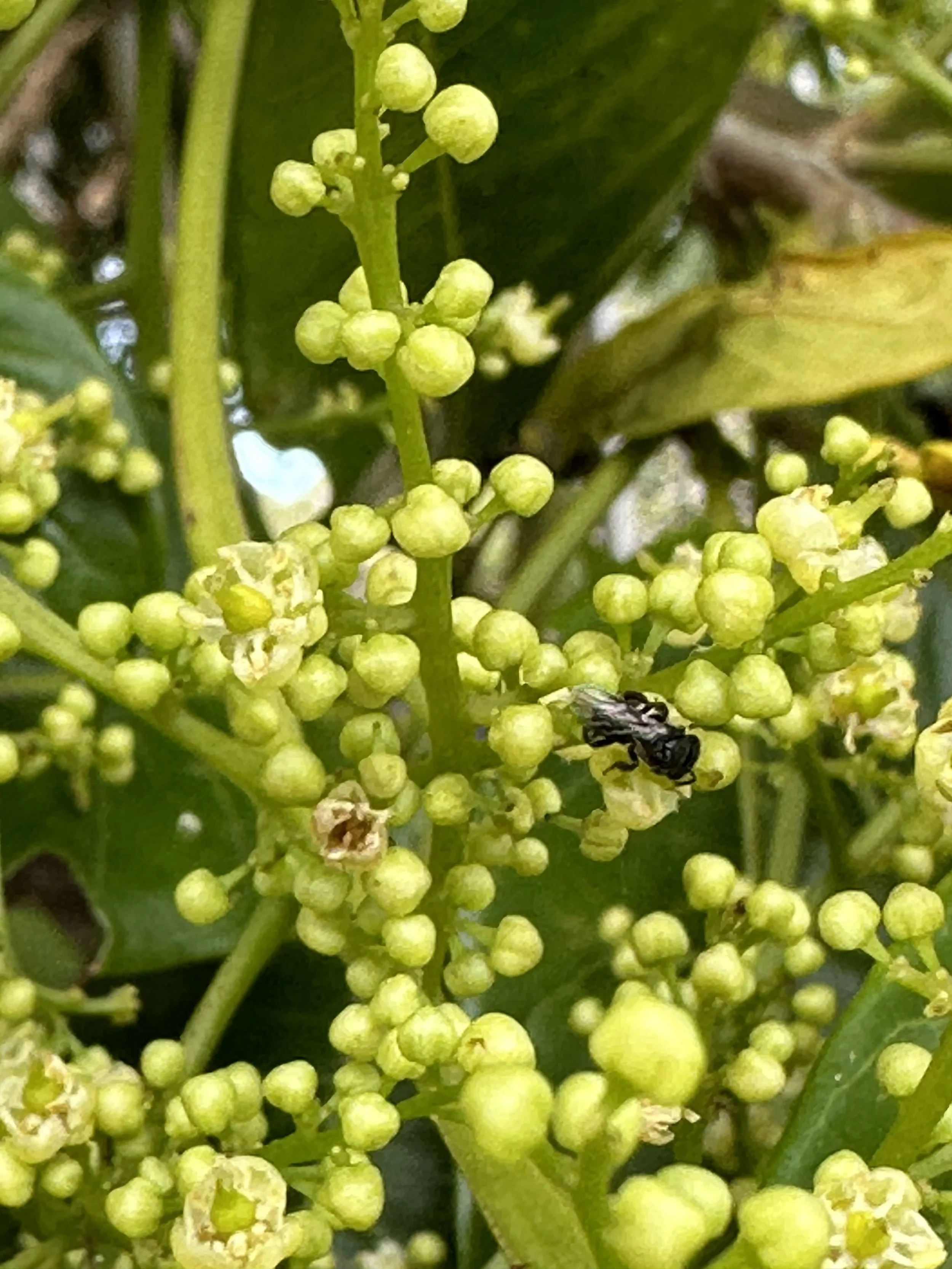 Plant of the Month - Tuckeroo
