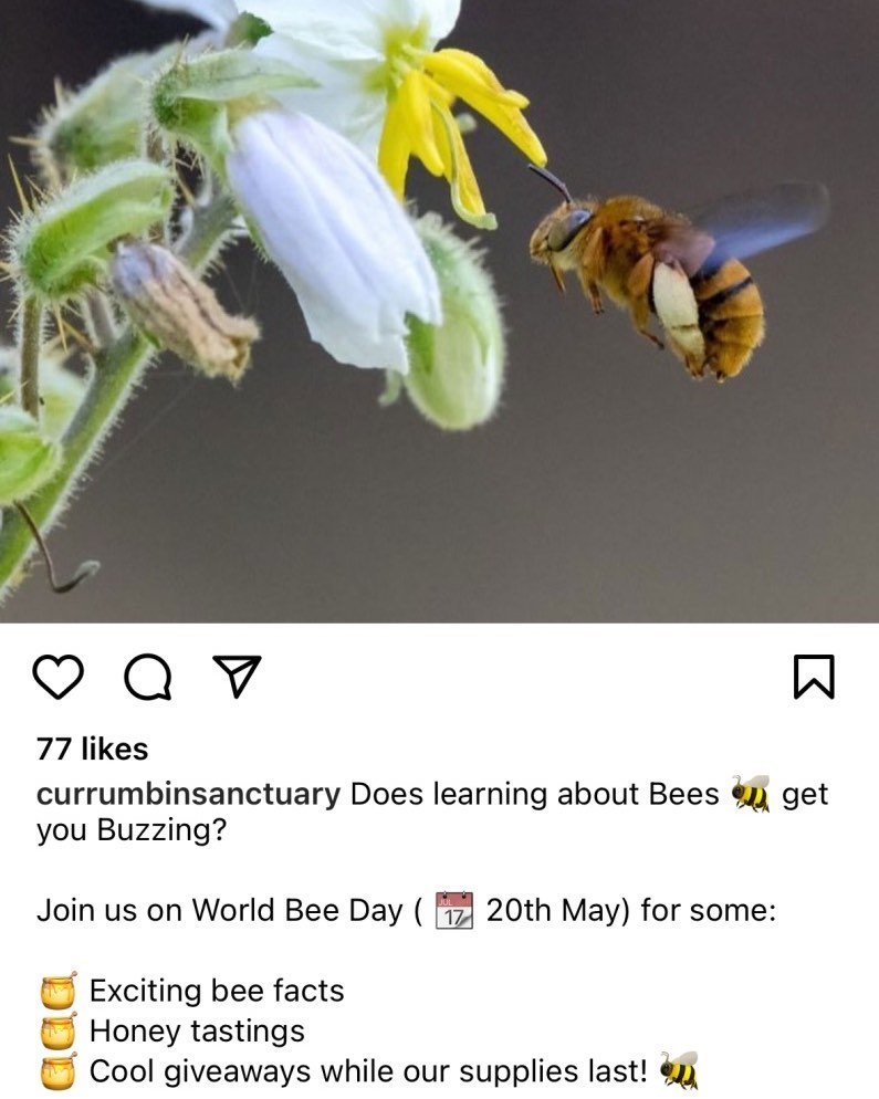 We&rsquo;ll be at Currumbin Sanctuary tomorrow to celebrate world day bee. Come join us! #australiannativebees #nativebees #bees #worldbeeday