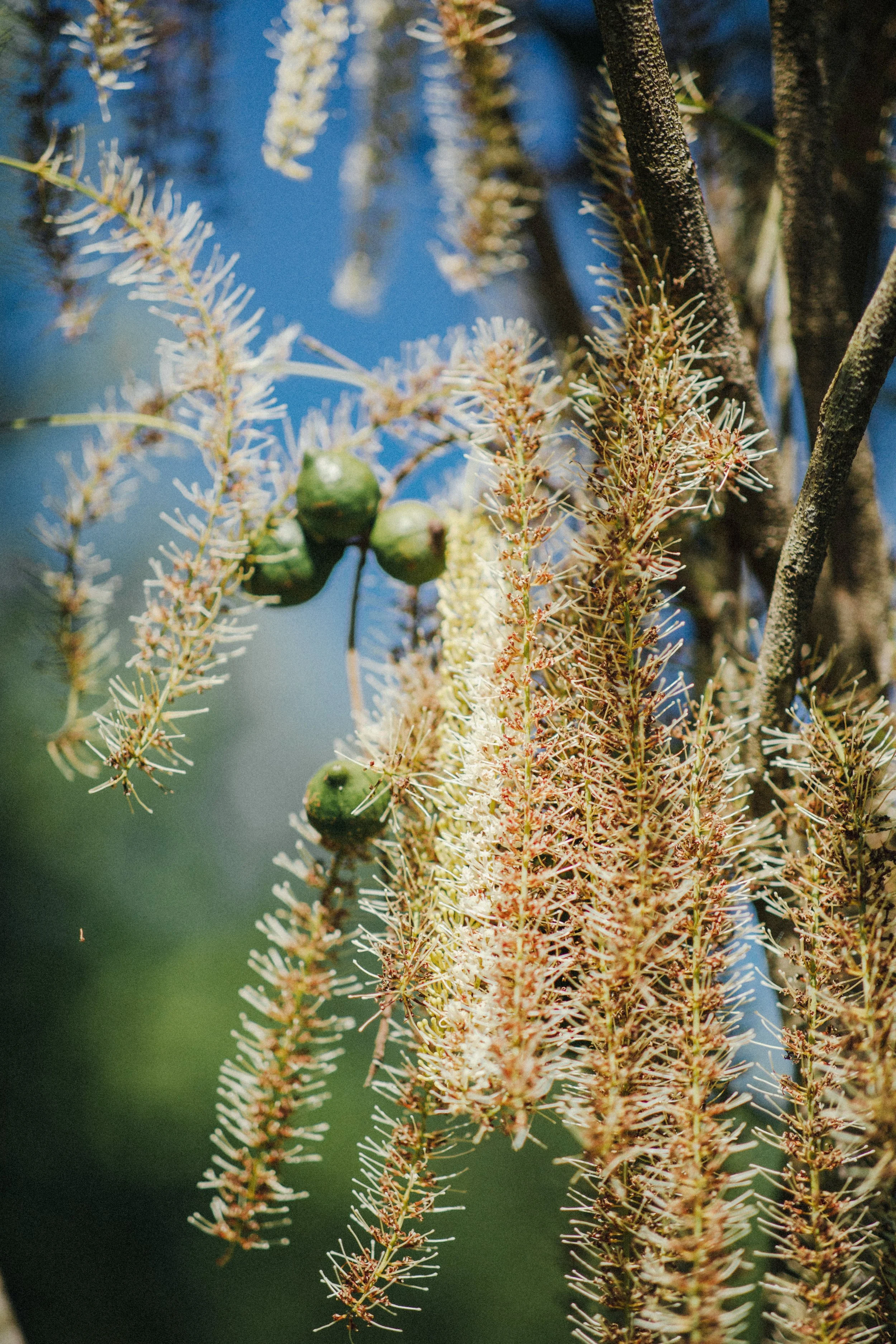 Plant of the Month: Macadamia