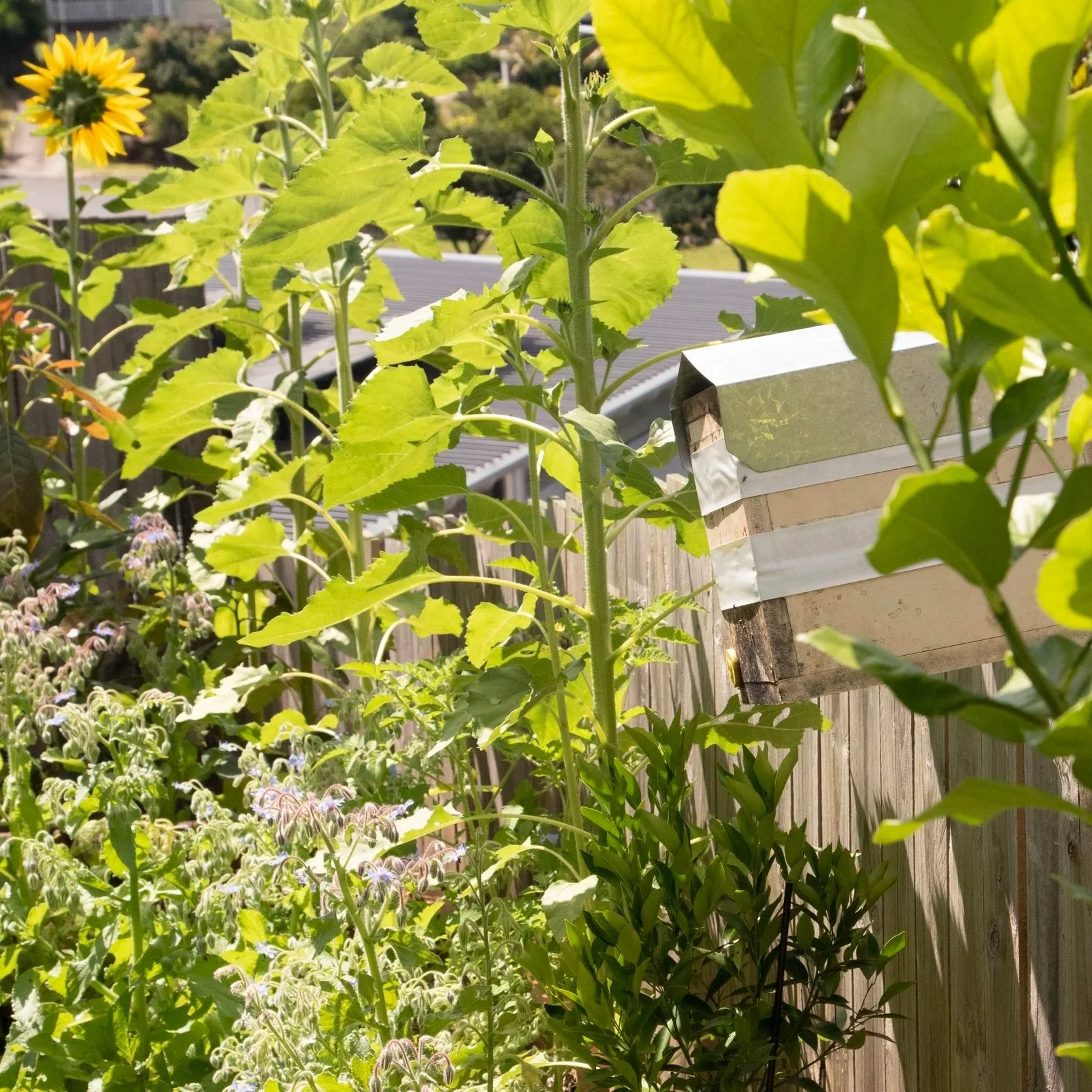 Backyard native bee keeping workshop