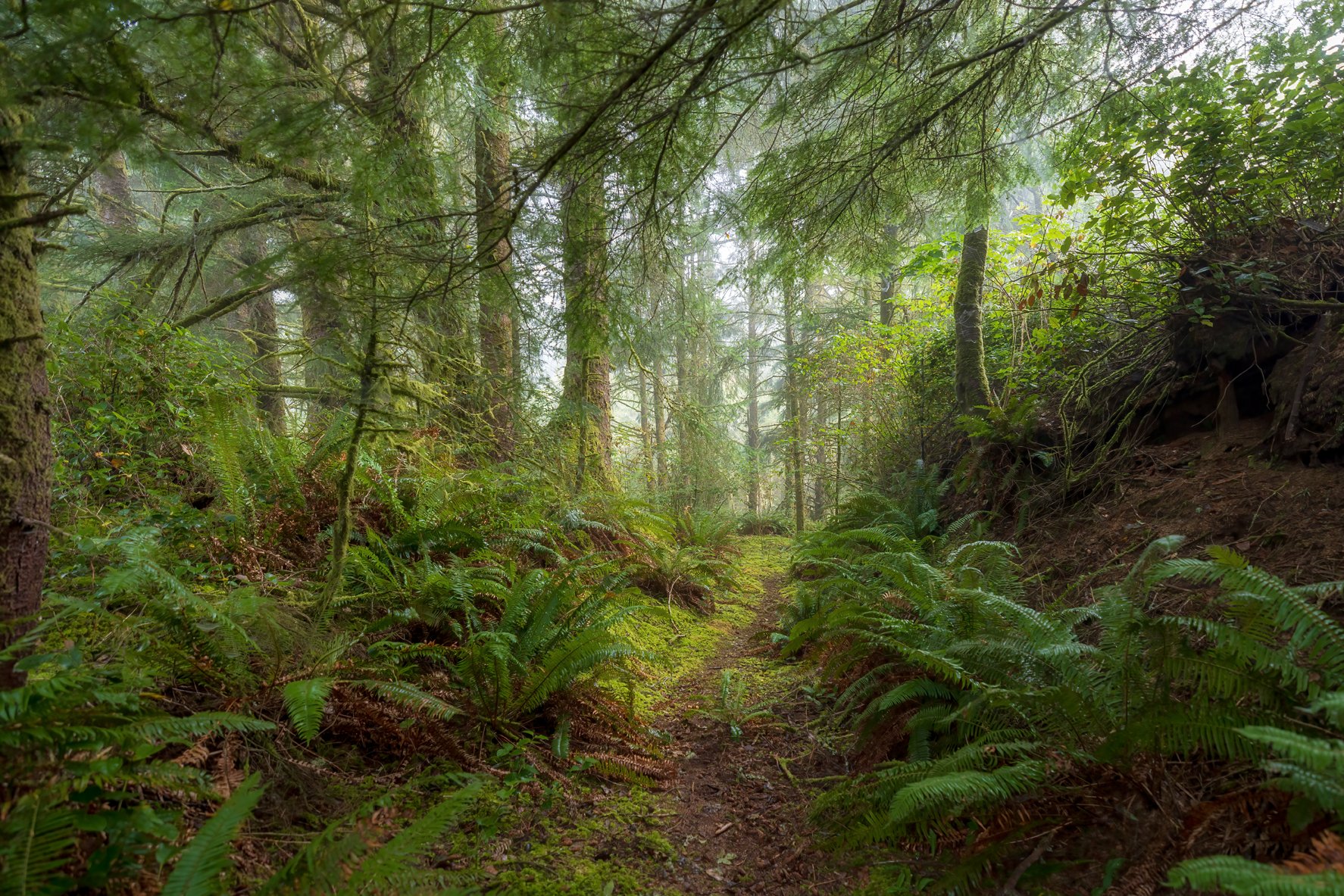 IMG_4474_ynp_mossy_valley_rena_olson_website.jpg