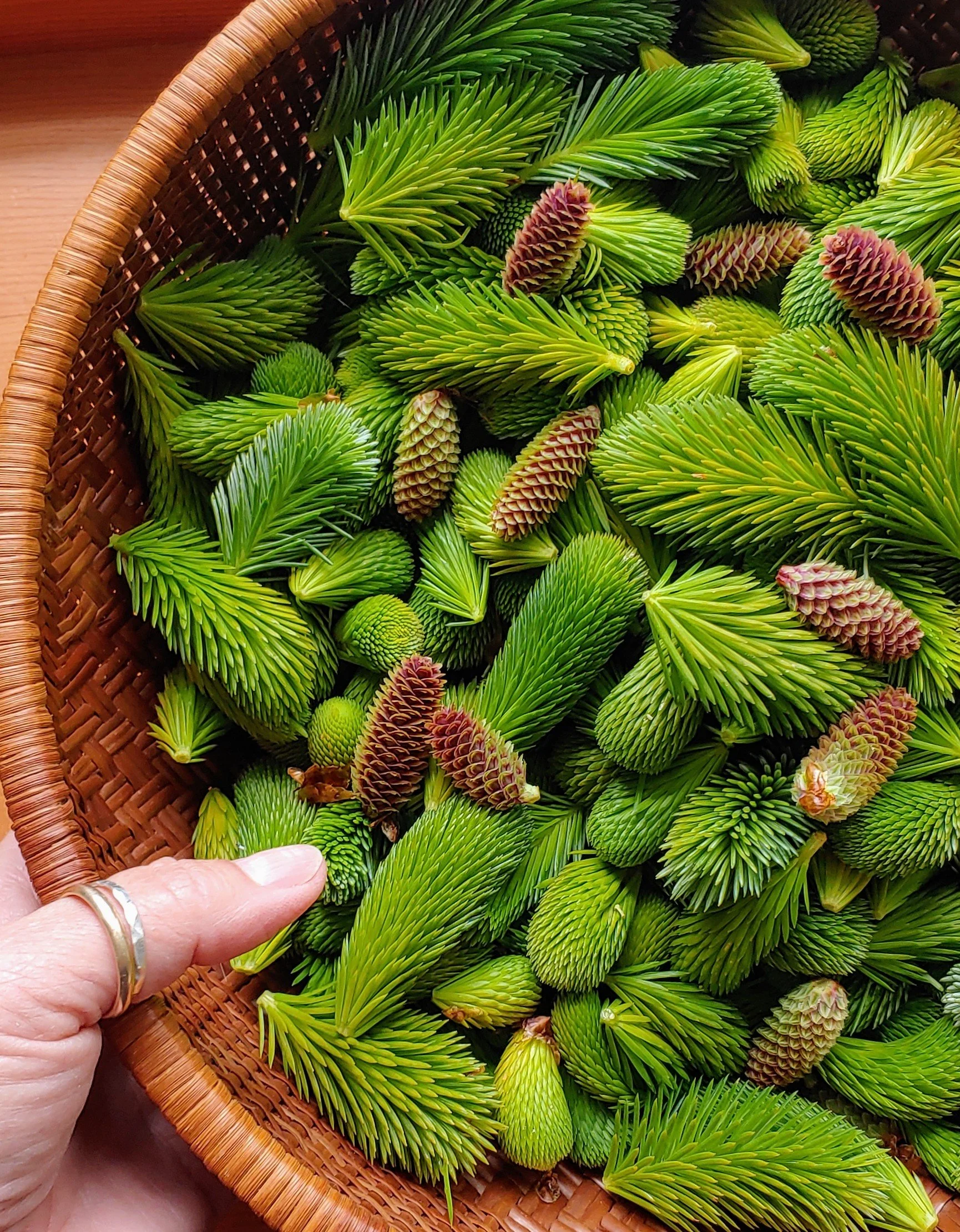 Medicine of the Evergreens
