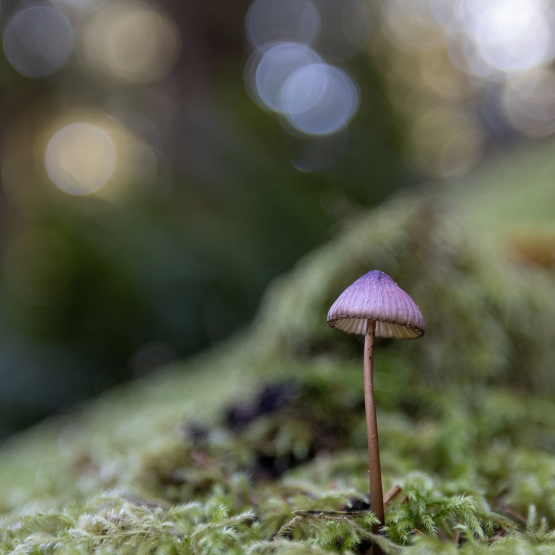 Mindfulness &amp; Macro Photography