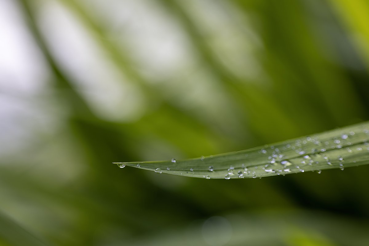 RJO_4019_leaf_droplet_ro.jpg