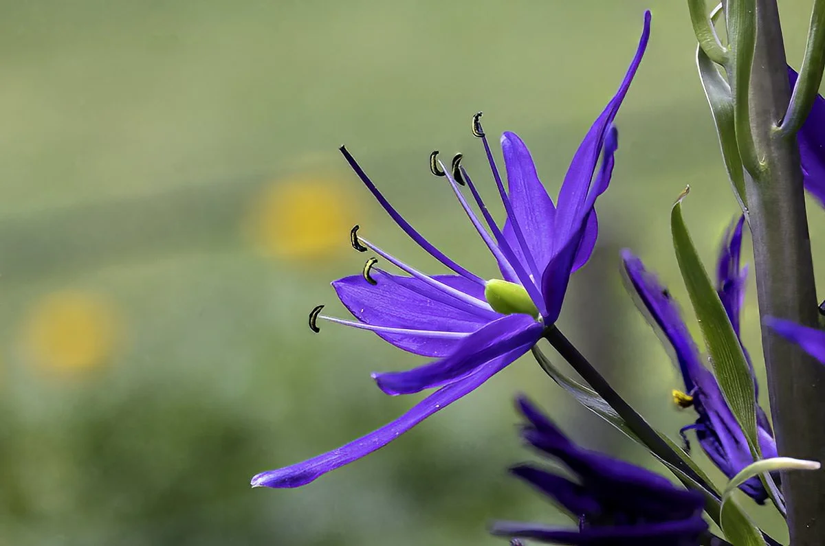RJO_4330_camas_ro.jpg