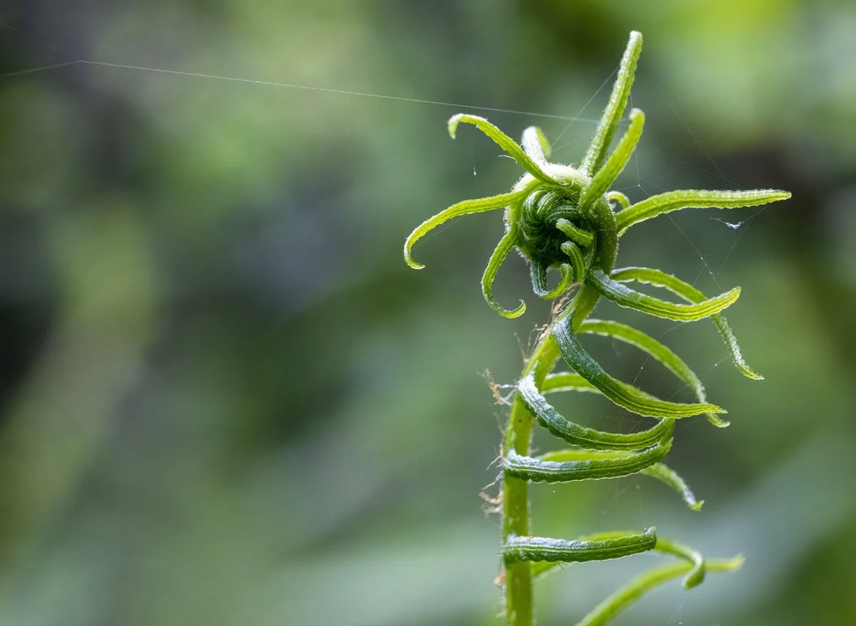 RJO_4383_fiddlehead.jpg