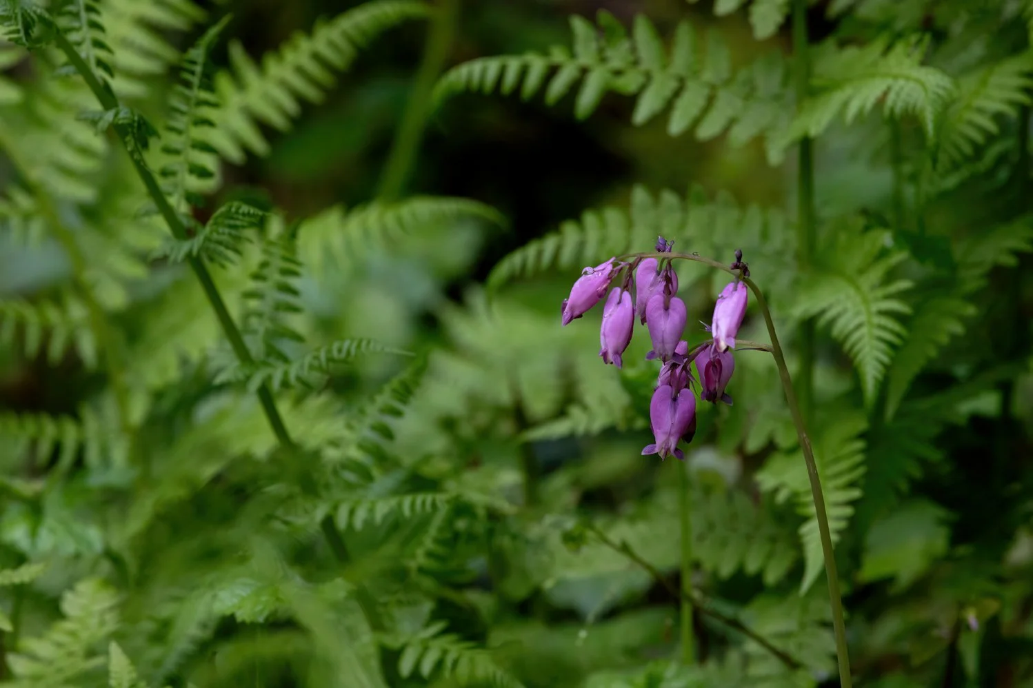 IMG_9824_ynp_bleeding_heart_rena_web.jpg