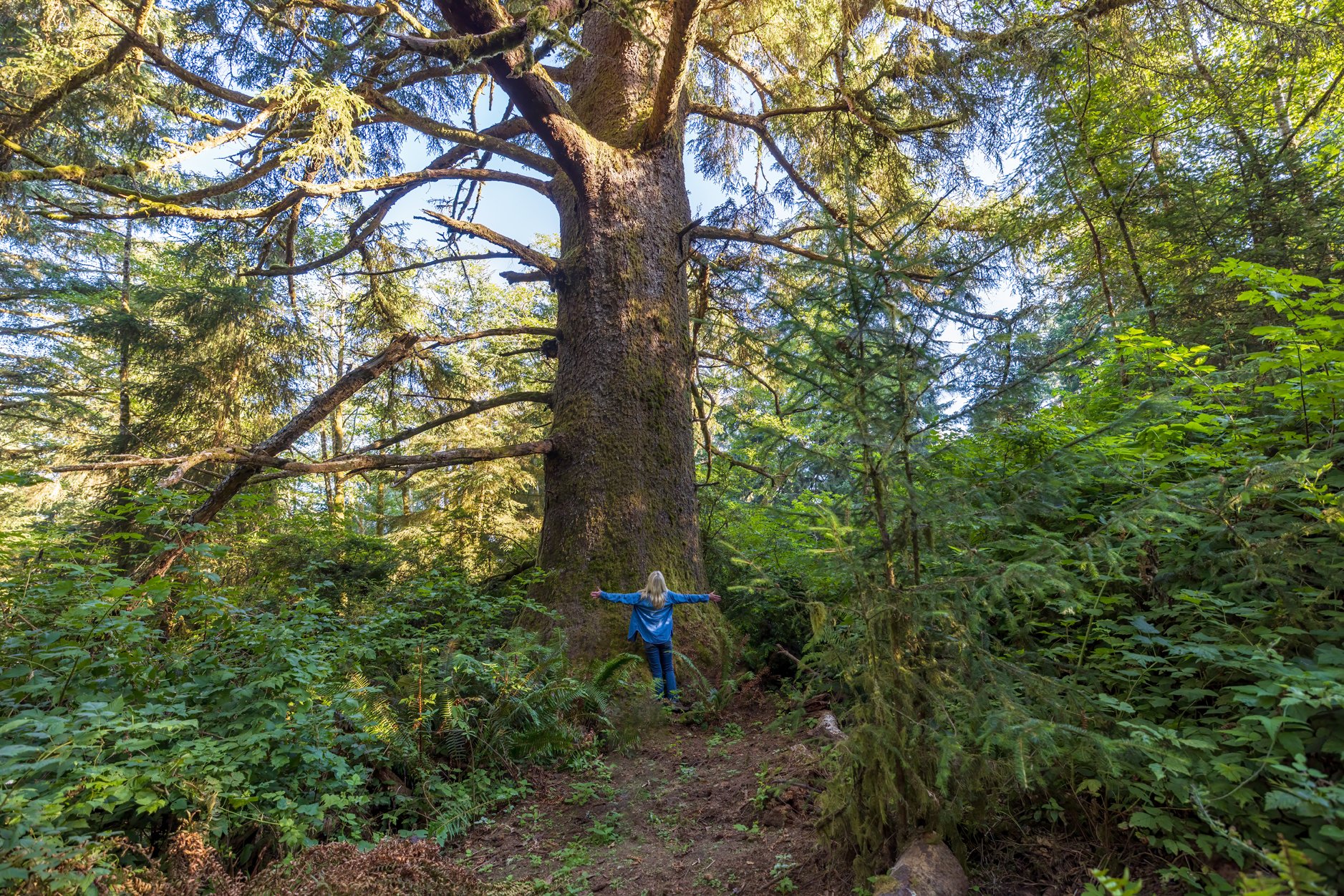 IMG_3138_grandmother_tree_rena_olson_web.jpg