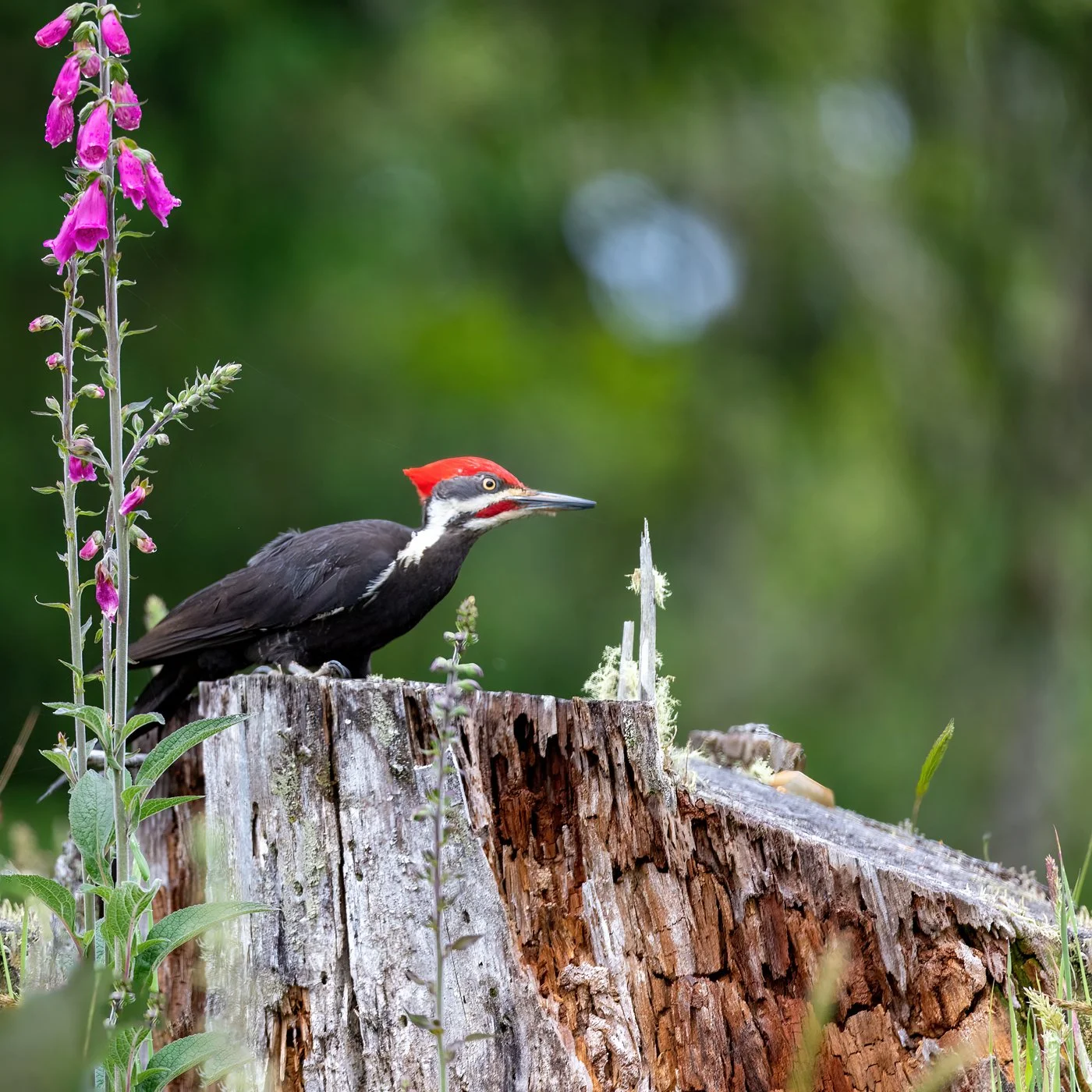 IMG_9798_ynp_pileated_rena_web.jpg