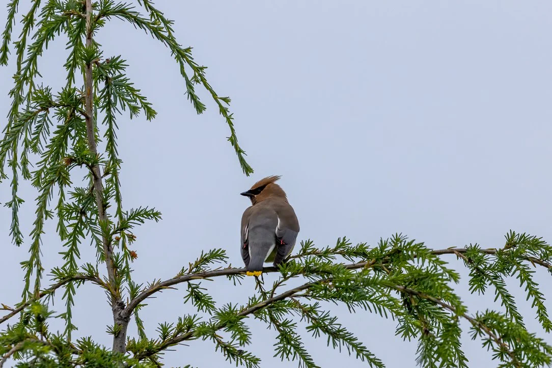 IMG_2083_YNP_cedar_waxwing_rena_olson_web.jpg