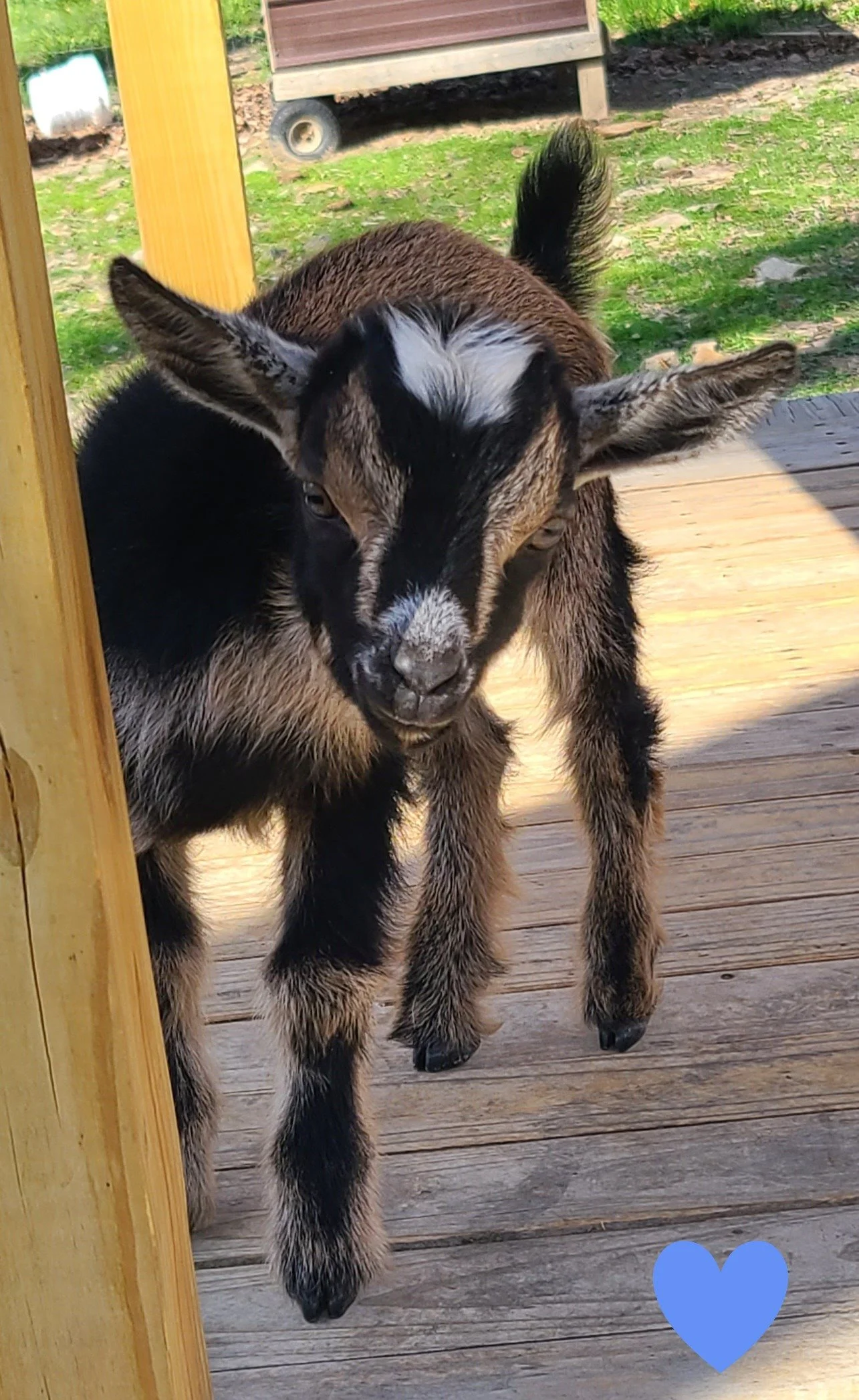 Sugar & Doc Brown Boy DOB 4/20/26 2.4 lbs with moon spot
8 weeks 6/15/26