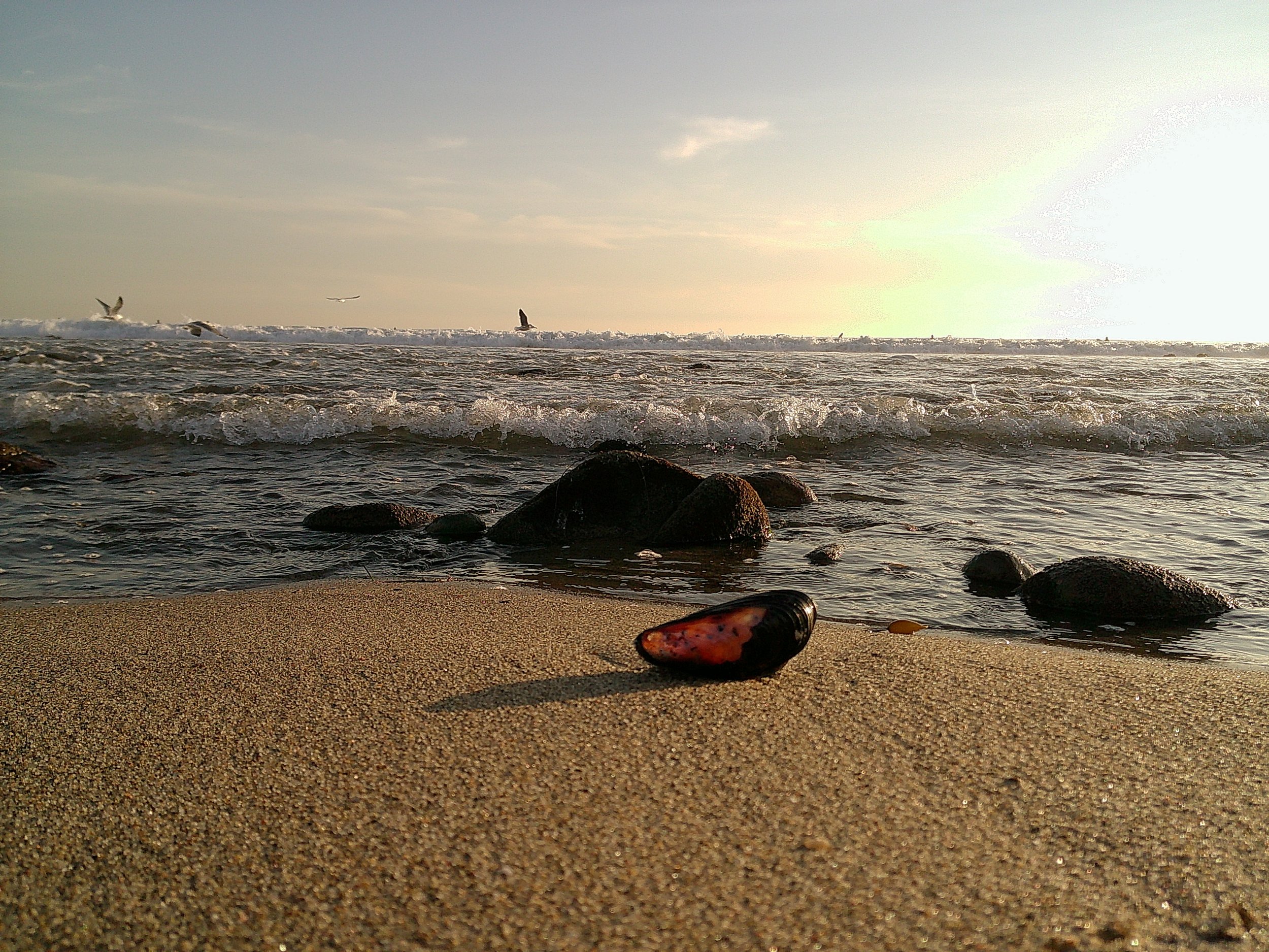 color image of shell on beach with Ocean and sand
