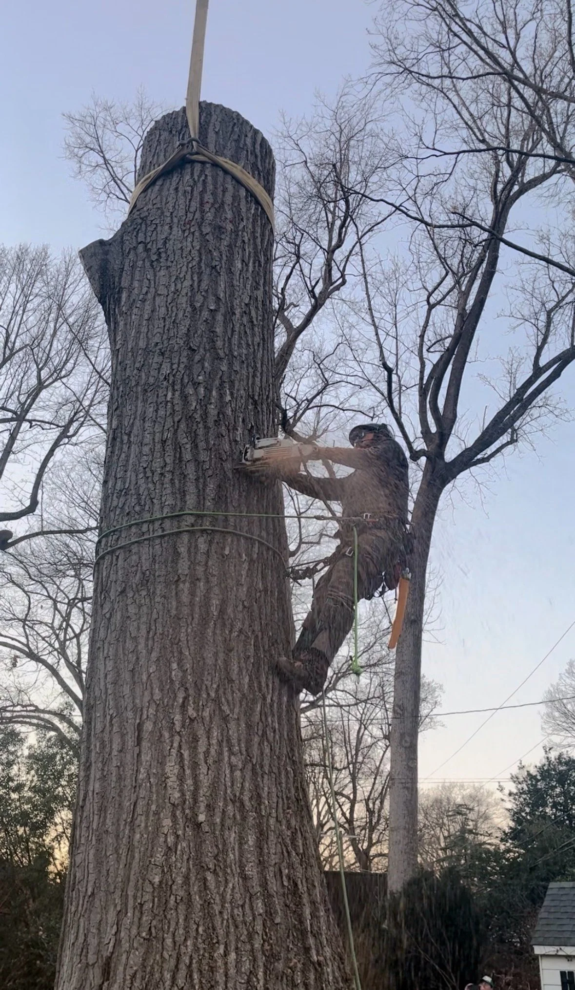 Commonwealth Tree Care gallery 8